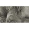 Homeroots HomeRoots 317176 5 x 8 in. Sheepskin Rug & Throw - Gray 317176 - alternate 4